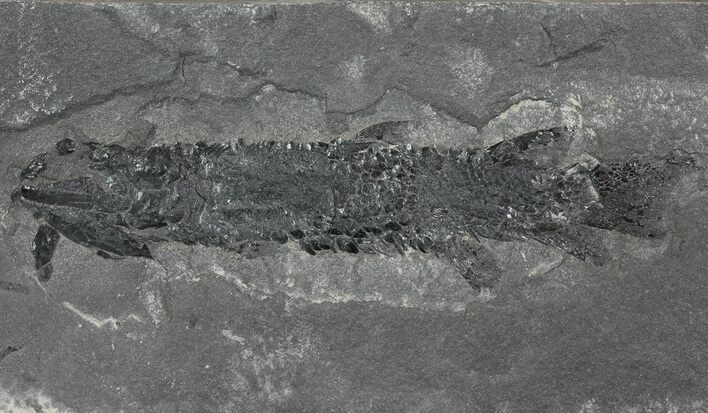 Devonian Lobed-Fin Fish (Osteolepis) - Scotland #64737